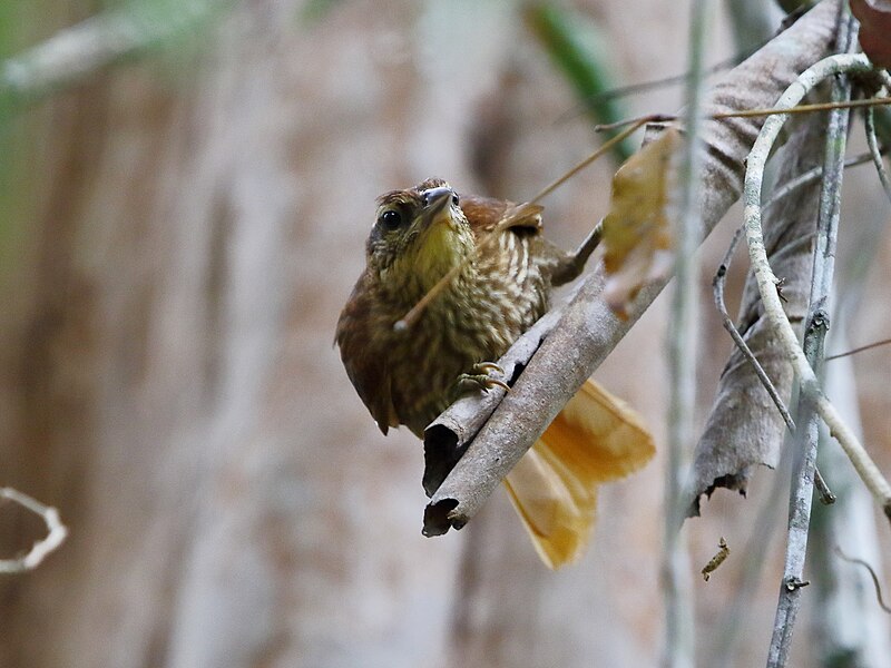 Striated Softtail (Thripophaga macroura) photo