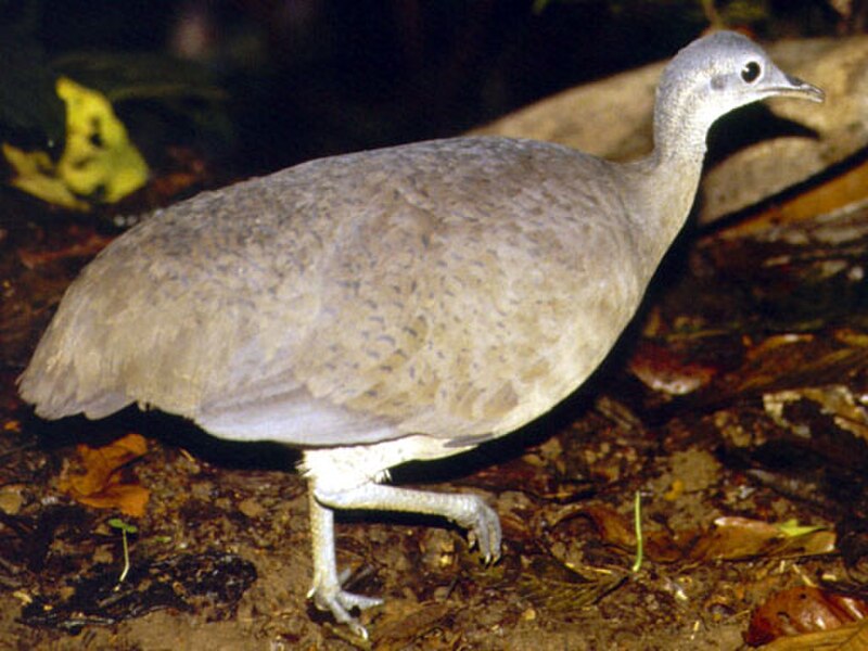 Great Tinamou (Tinamus major) photo