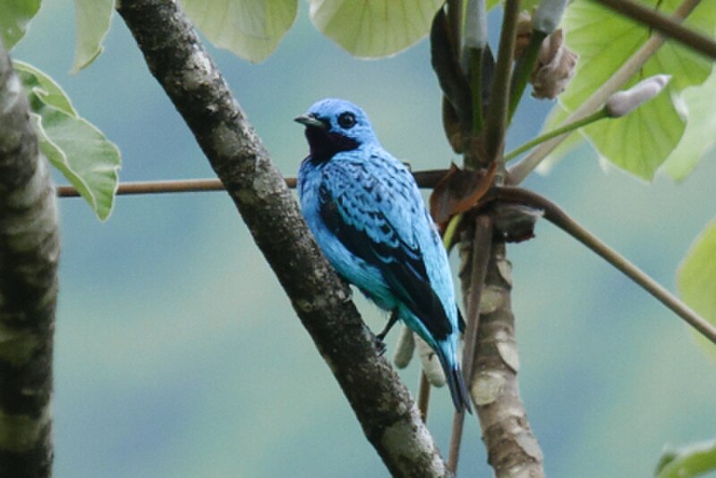 Turquoise Cotinga (Cotinga ridgwayi) photo
