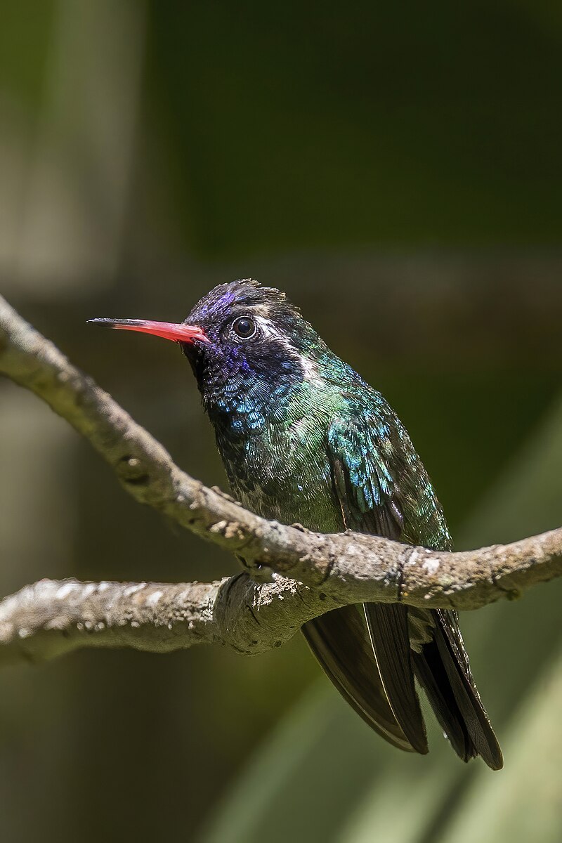 White-eared Hummingbird (Basilinna leucotis) photo