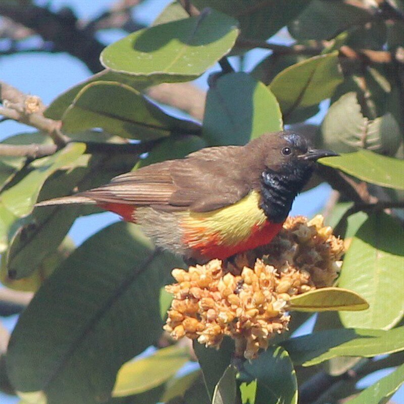 Anchieta's Sunbird (Anthreptes anchietae) photo