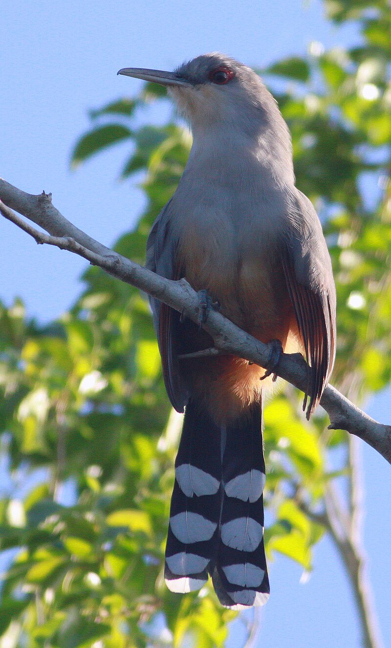 Hispaniolan Lizard-Cuckoo (Coccyzus longirostris) photo