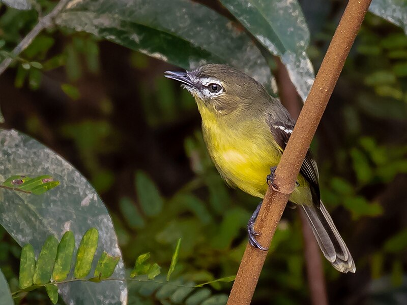 Amazonian Tyrannulet (Inezia subflava) photo
