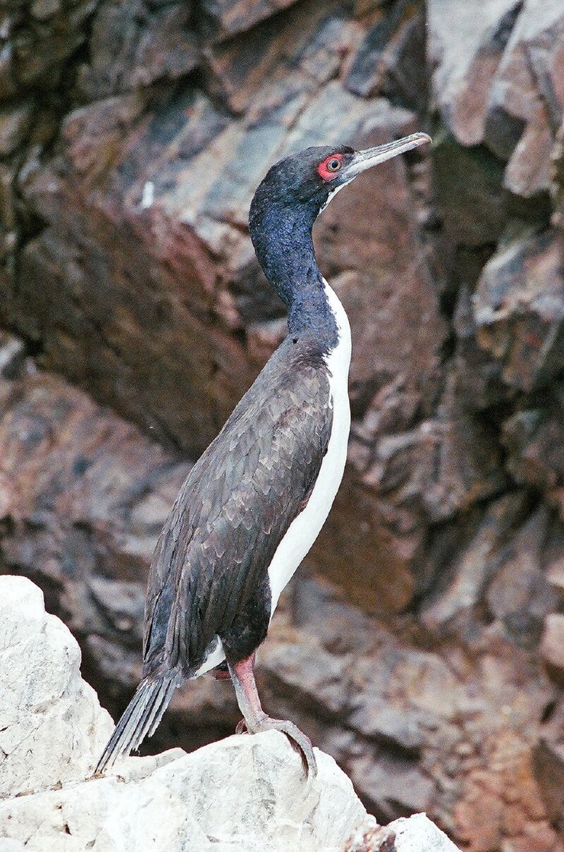Guanay Cormorant (Leucocarbo bougainvilliorum) photo