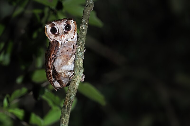 Oriental Bay-Owl (Phodilus badius) photo