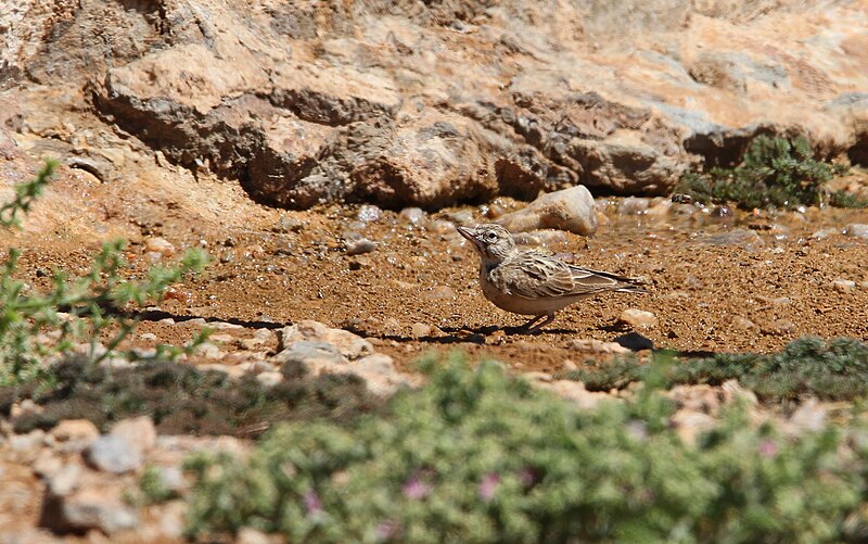 Sclater's Lark (Spizocorys sclateri) photo