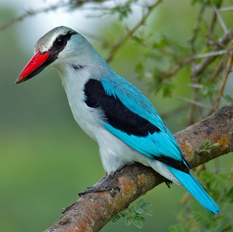 Woodland Kingfisher (Halcyon senegalensis) photo