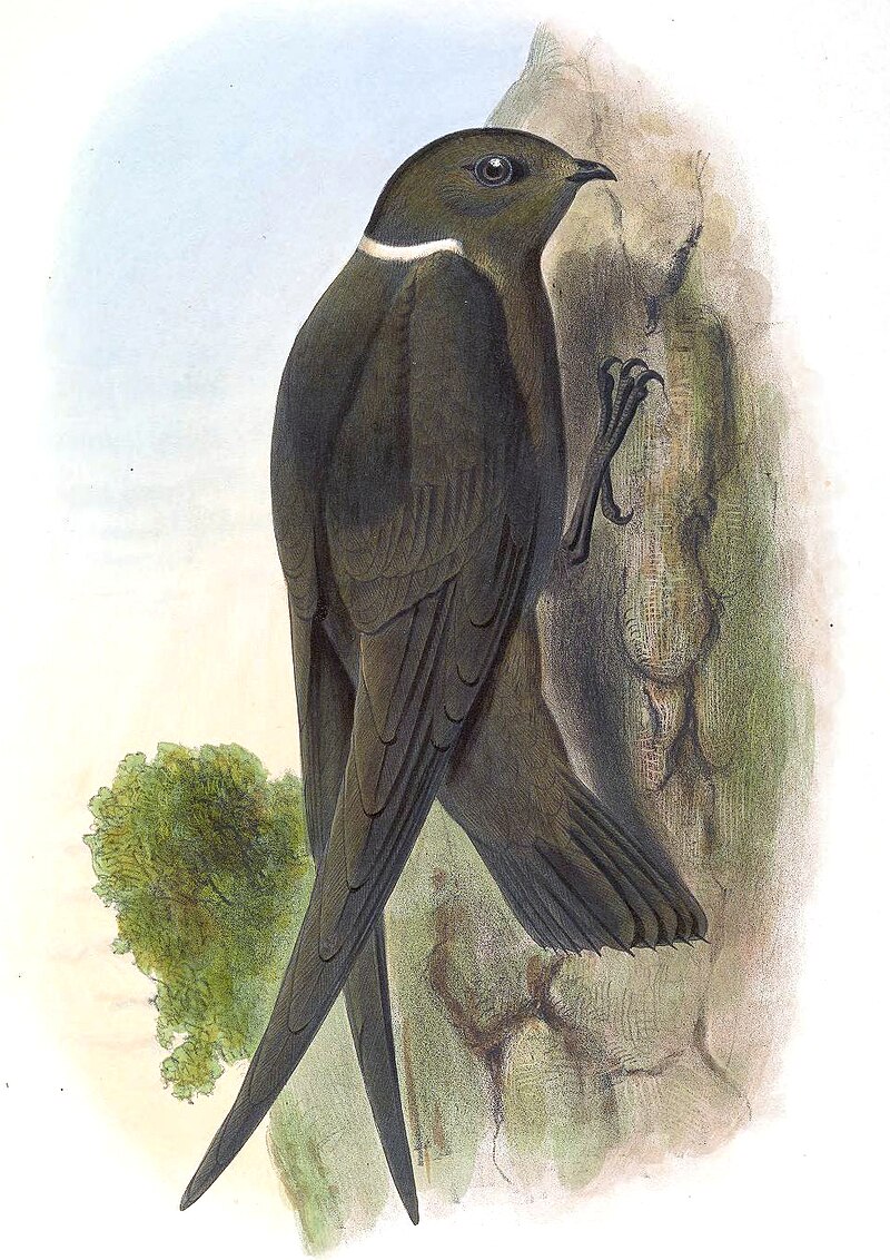 White-naped Swift (Streptoprocne semicollaris) photo