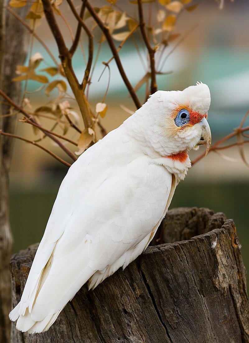 Long-billed Corella (Cacatua tenuirostris) photo