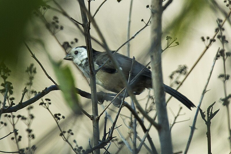 White-headed Brushfinch (Atlapetes albiceps) photo