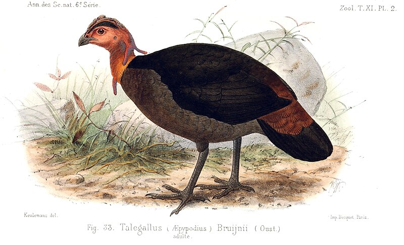 Waigeo Brushturkey (Aepypodius bruijnii) photo