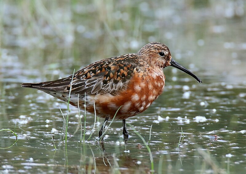 Curlew Sandpiper (Calidris ferruginea) photo
