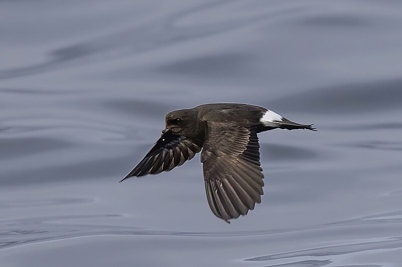 European Storm-Petrel (Hydrobates pelagicus) photo