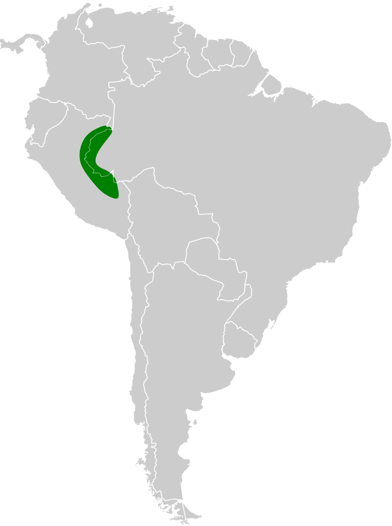 Elusive Antpitta (Grallaria eludens) photo