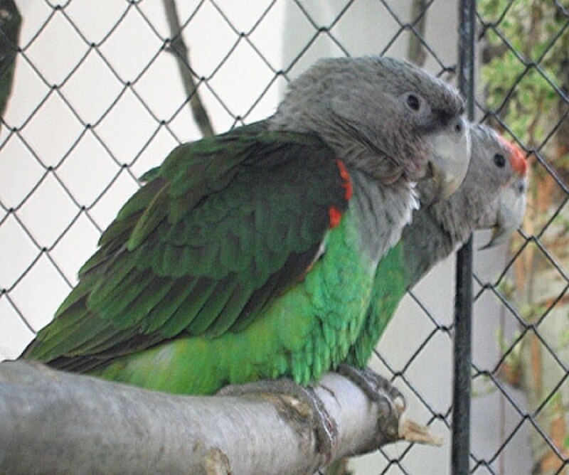 Brown-necked Parrot (Poicephalus fuscicollis) photo