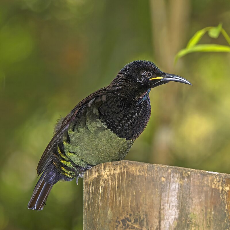 Victoria's Riflebird (Ptiloris victoriae) photo