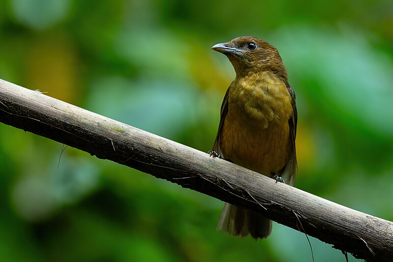 Vogelkop Bowerbird (Amblyornis inornata) photo