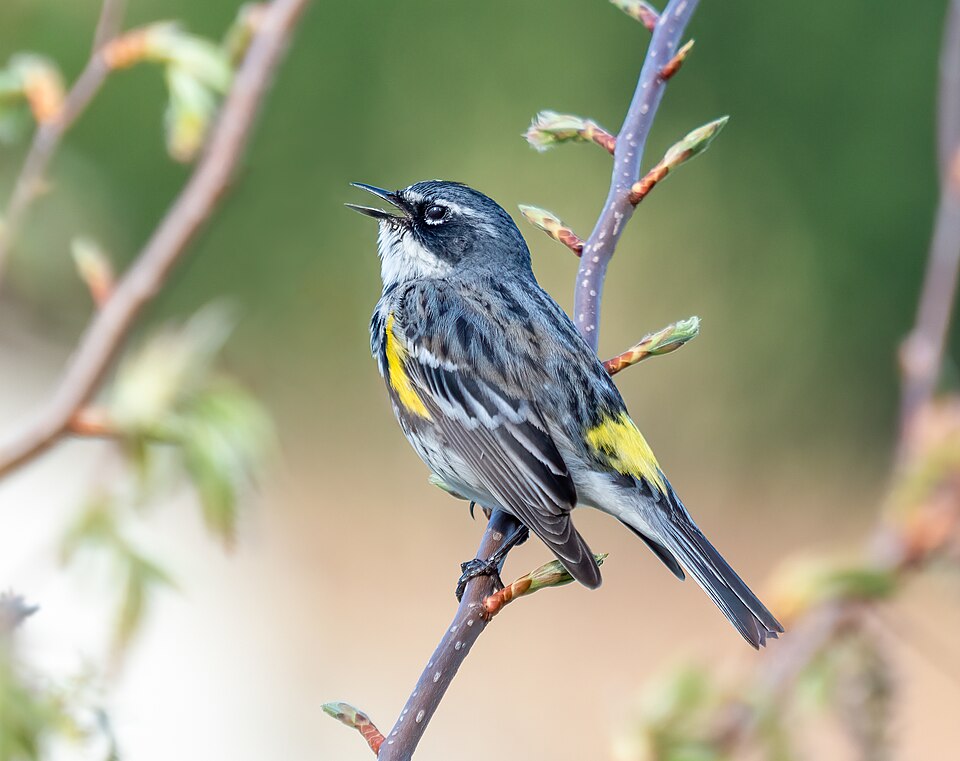 Yellow-rumped Warbler (Setophaga coronata)