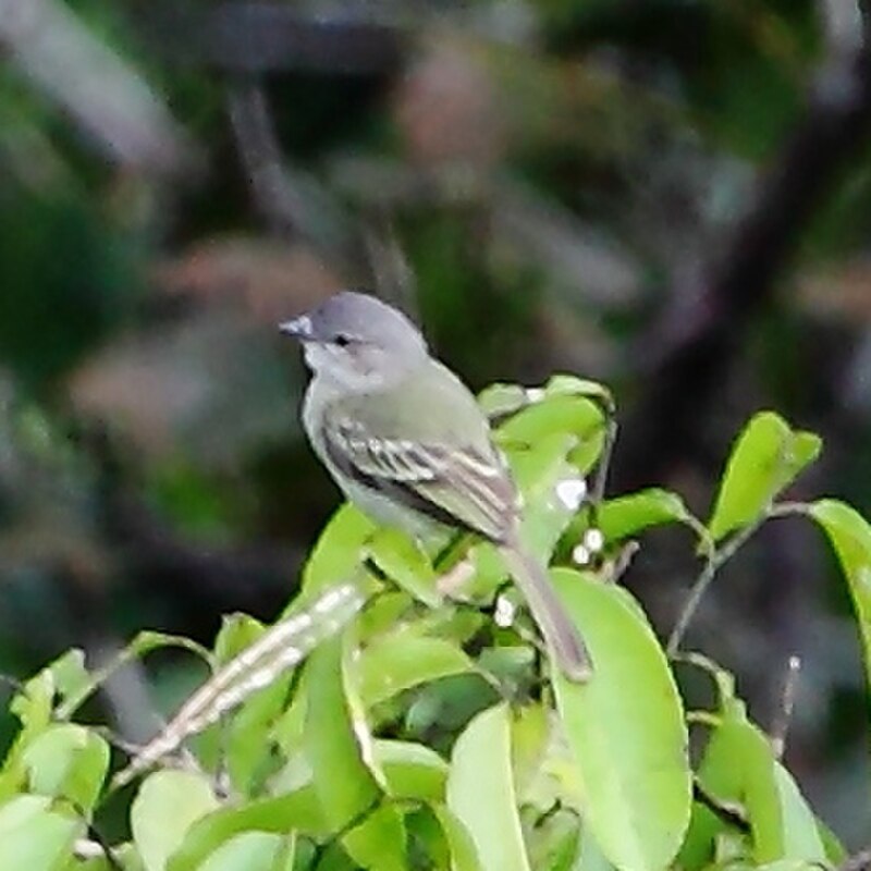 Guianan Tyrannulet (Zimmerius acer) photo