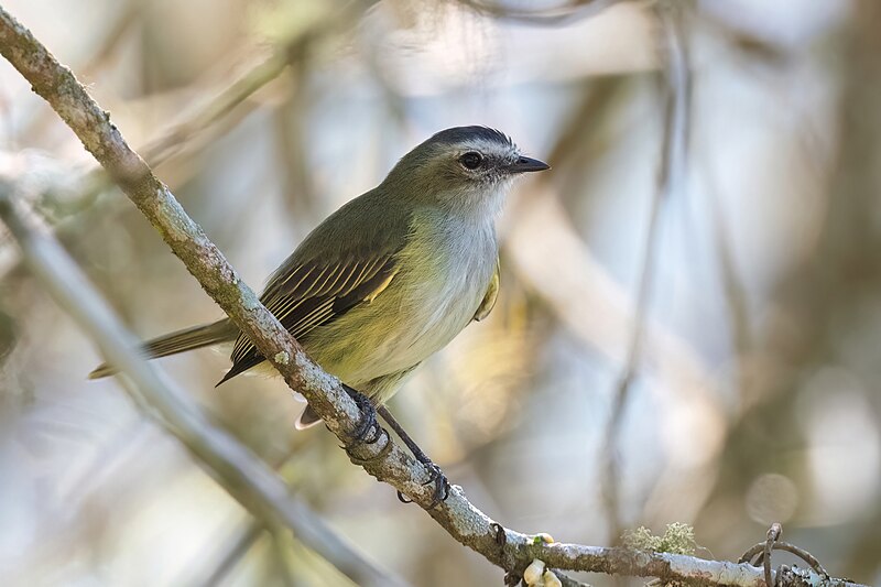 Mistletoe Tyrannulet (Zimmerius parvus) photo