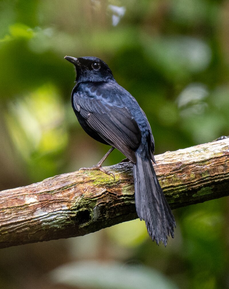 Black Shama (Copsychus cebuensis) photo
