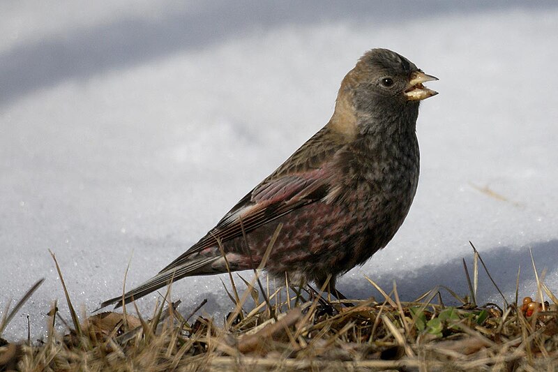 Asian Rosy-Finch (Leucosticte arctoa) photo