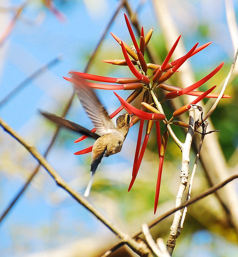 Mexican Hermit (Phaethornis mexicanus) photo