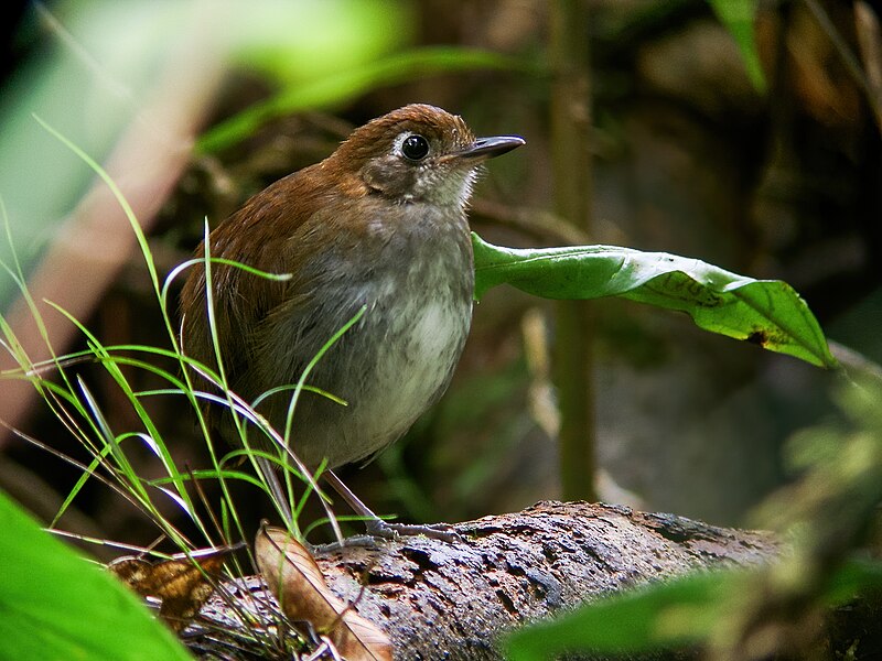 Tepui Antpitta (Myrmothera simplex) photo