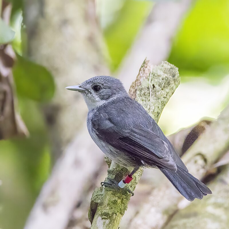 Rarotonga Monarch (Pomarea dimidiata) photo