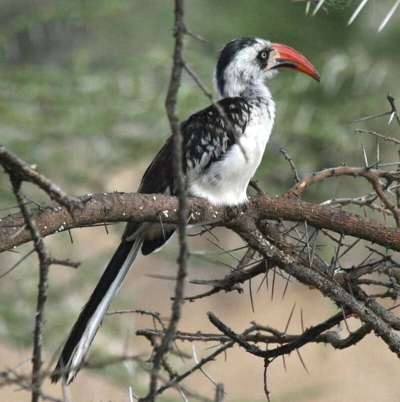 Tanzanian Red-billed Hornbill (Tockus ruahae) photo