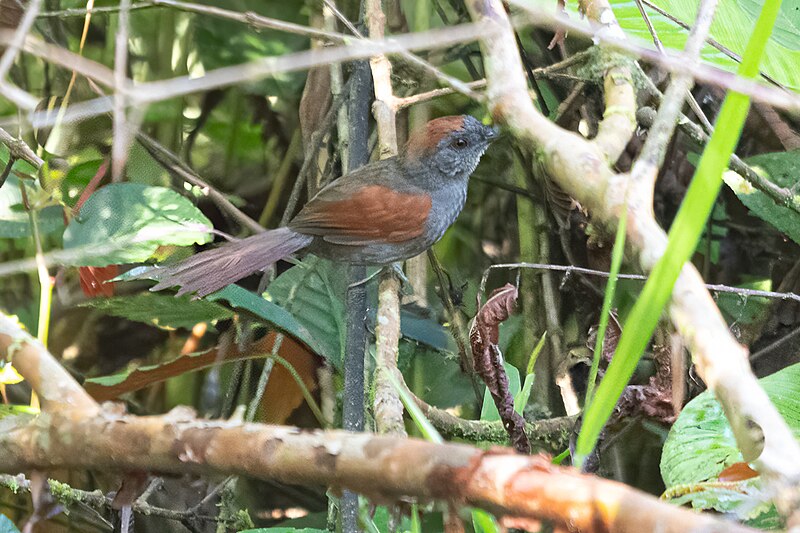 Dusky Spinetail (Synallaxis moesta) photo