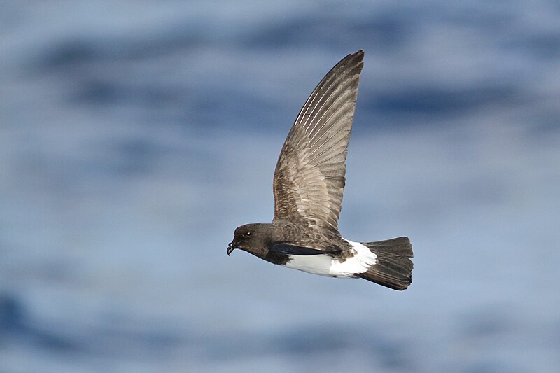 White-bellied Storm-Petrel (Fregetta grallaria) photo