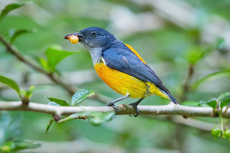 Orange-bellied Flowerpecker (Dicaeum trigonostigma) photo