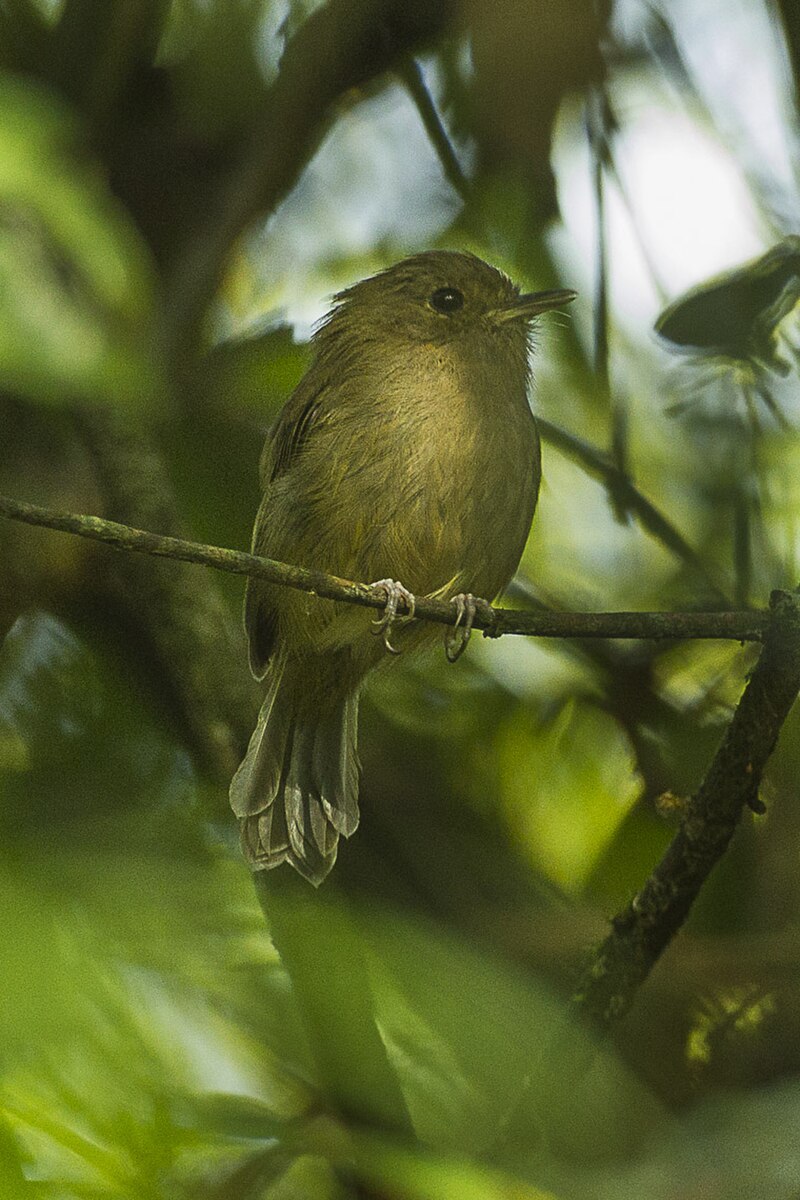 Brown-breasted Pygmy-Tyrant (Hemitriccus obsoletus) photo
