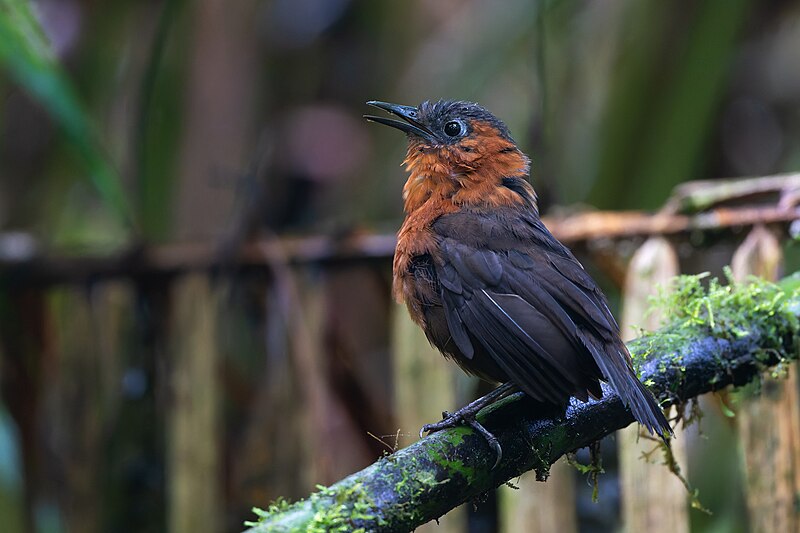 Northern Chestnut-breasted Wren (Cyphorhinus dichrous) photo