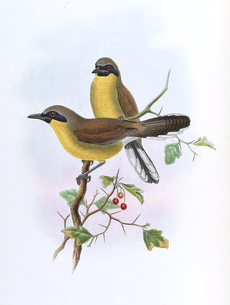 Yellow-throated Laughingthrush (Pterorhinus galbanus) photo