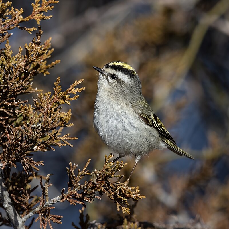 Golden-crowned Kinglet (Regulus satrapa) photo
