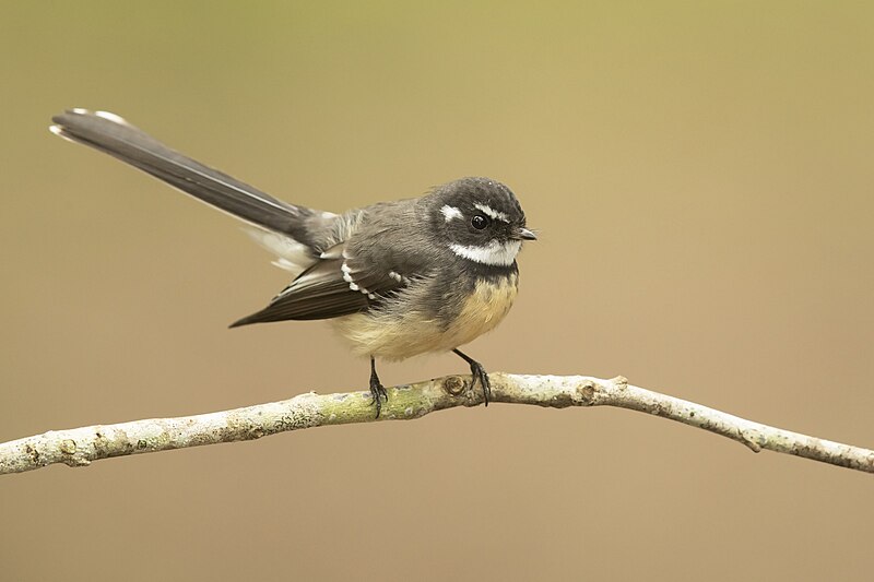 Gray Fantail (Rhipidura albiscapa) photo