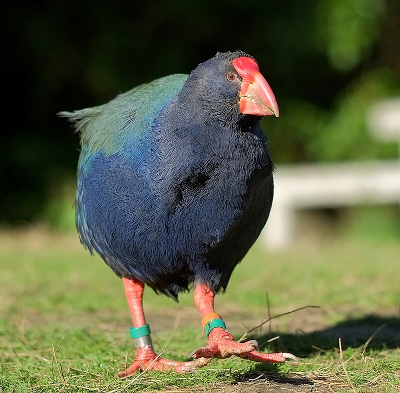 South Island Takahe (Porphyrio hochstetteri) photo