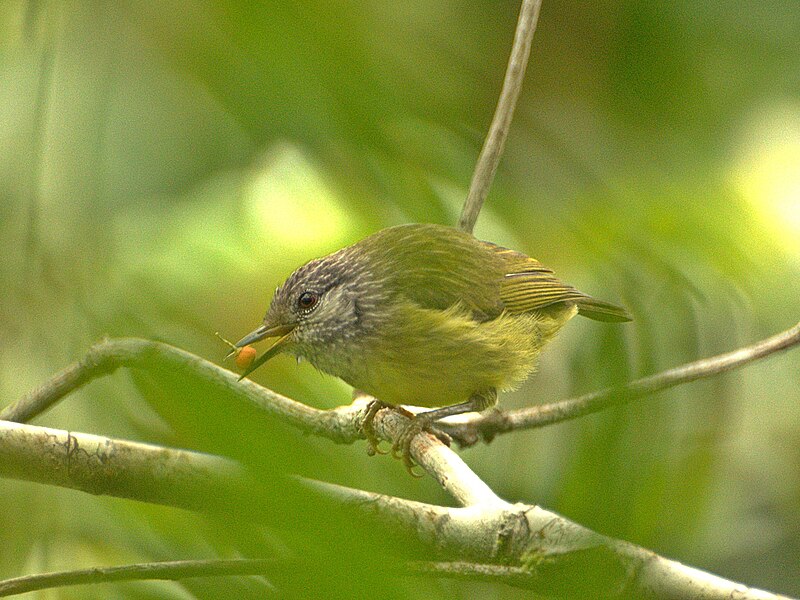 Sulawesi Heleia (Heleia squamiceps) photo
