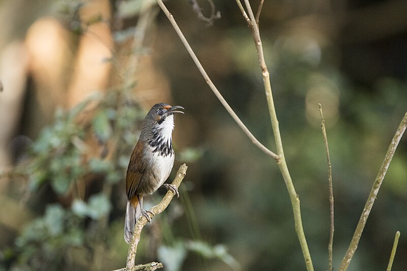 Black-necklaced Scimitar-Babbler (Erythrogenys erythrocnemis) photo