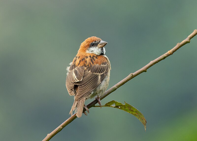 Russet Sparrow (Passer cinnamomeus) photo