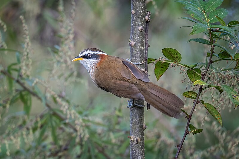 Streak-breasted Scimitar-Babbler (Pomatorhinus ruficollis) photo
