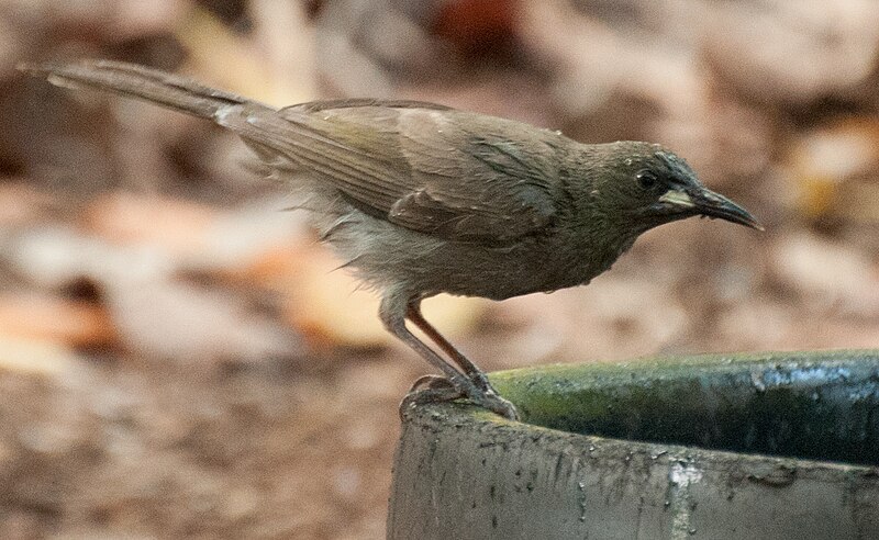 White-gaped Honeyeater (Stomiopera unicolor) photo