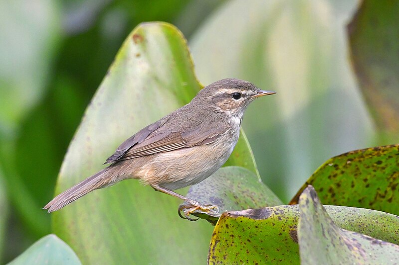 Dusky Warbler (Phylloscopus fuscatus) photo