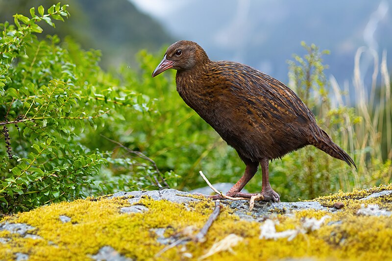 Weka (Gallirallus australis) photo