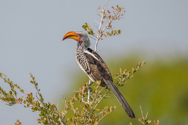Southern Yellow-billed Hornbill (Tockus leucomelas) photo