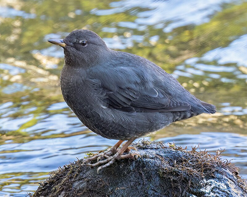 American Dipper (Cinclus mexicanus) photo