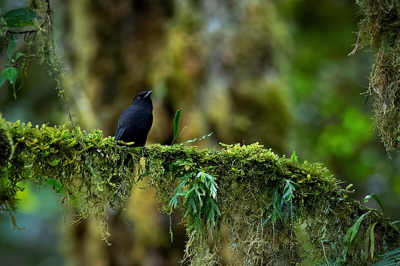 Black Pitohui (Melanorectes nigrescens) photo