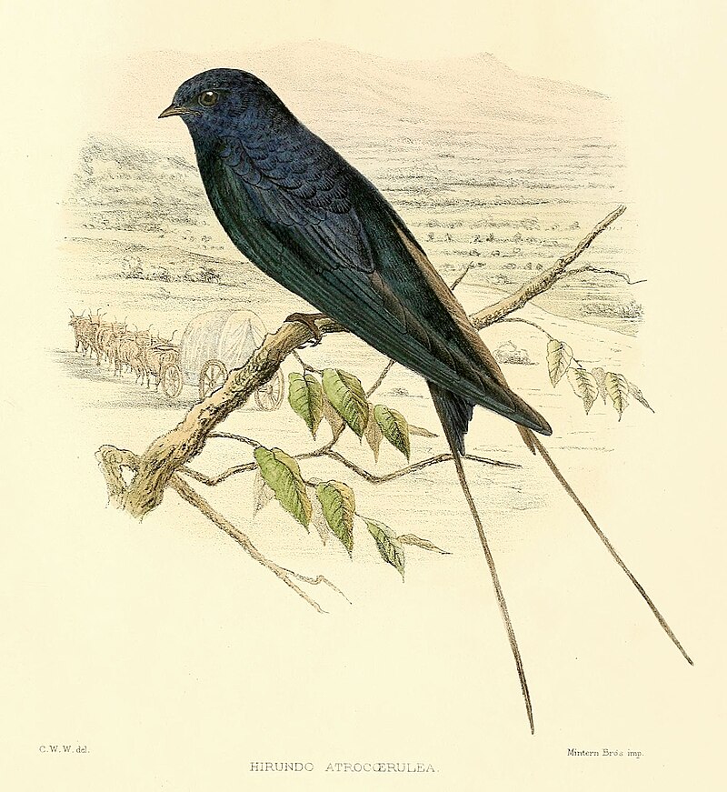 Montane Blue Swallow (Hirundo atrocaerulea) photo
